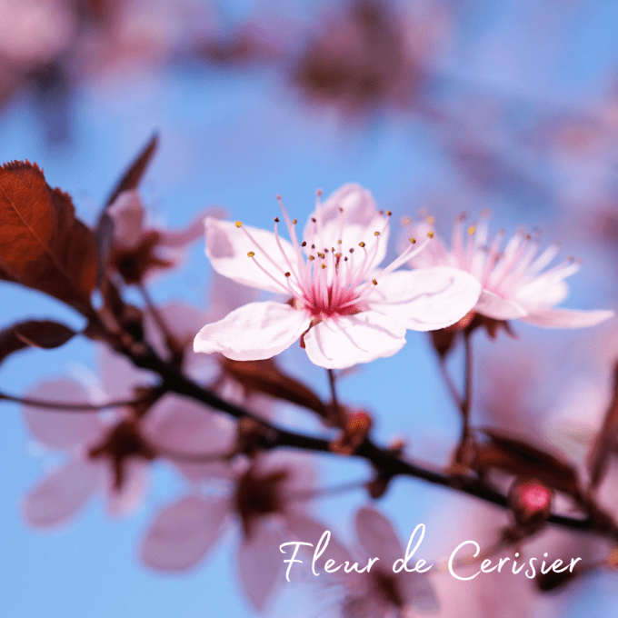 Bougie " Mademoiselle Arborek  " Fleur de cerisier