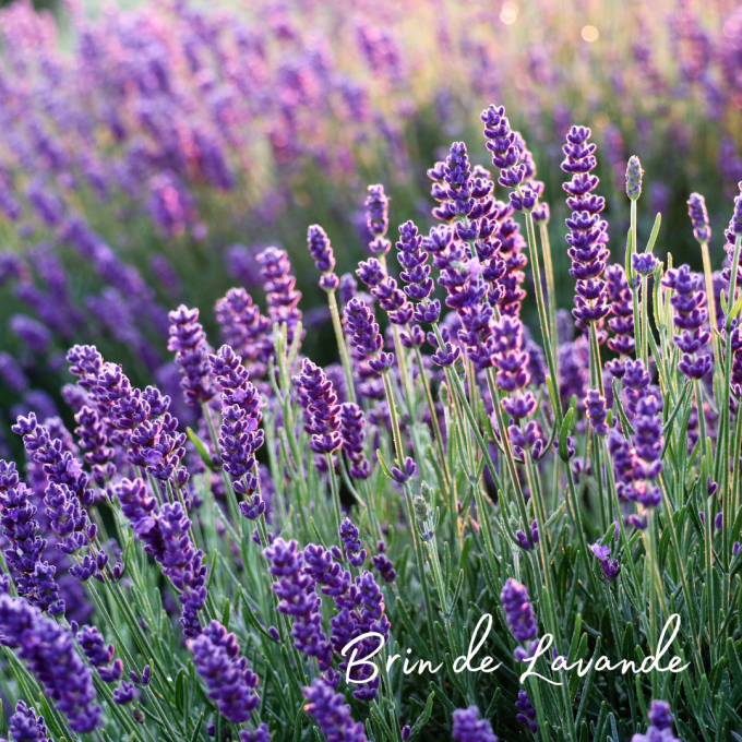 Bougie parfumée Brin de Lavande -2 tailles