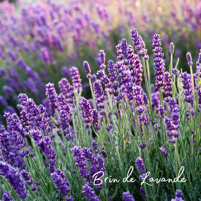 Bougie parfumée Brin de Lavande-2 tailles