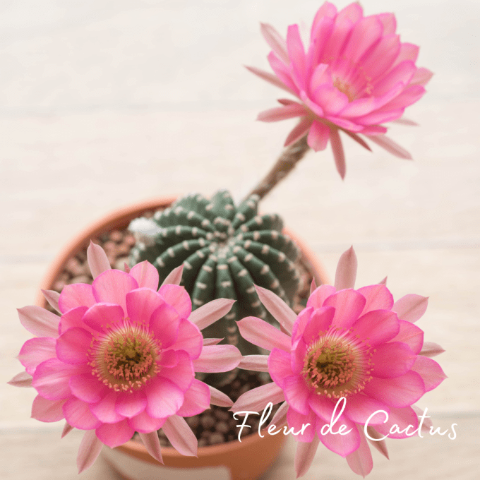 Bougie parfumée Fleur de Cactus - 2 tailles
